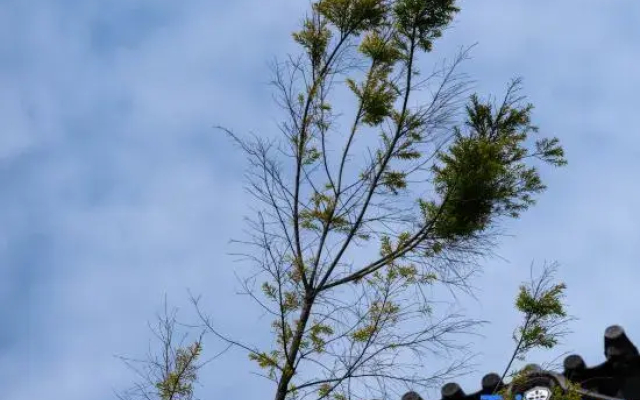 Dali Lingxi Garden Homestay