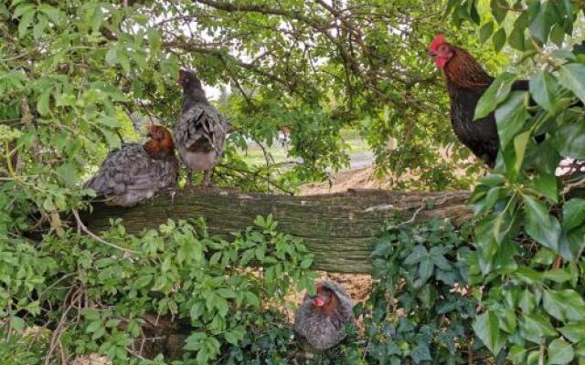 Hotel-Gasthof Pferdekoppel