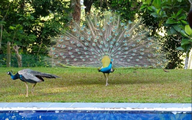 Tropical Dream Villa