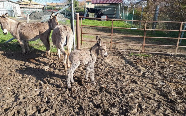 San Costanzo Appartamenti Vacanze