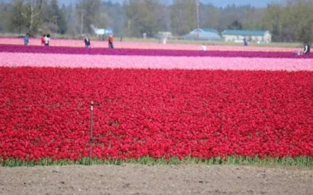 The Country Cedar Inn