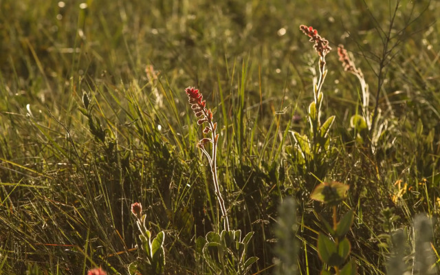 Raizando Ecologia Humana