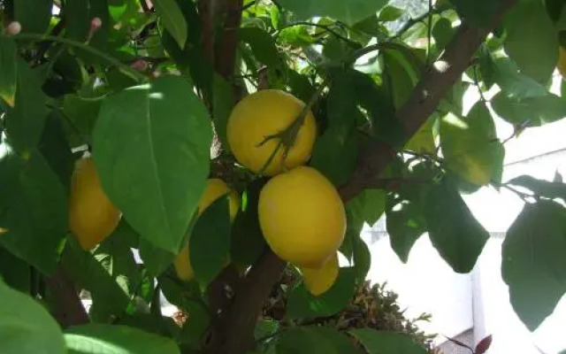 Rooms and Apartments Ana