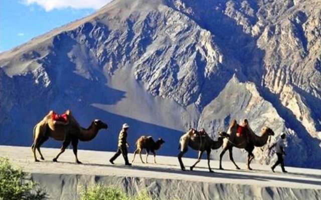Nubra Escapes Camp