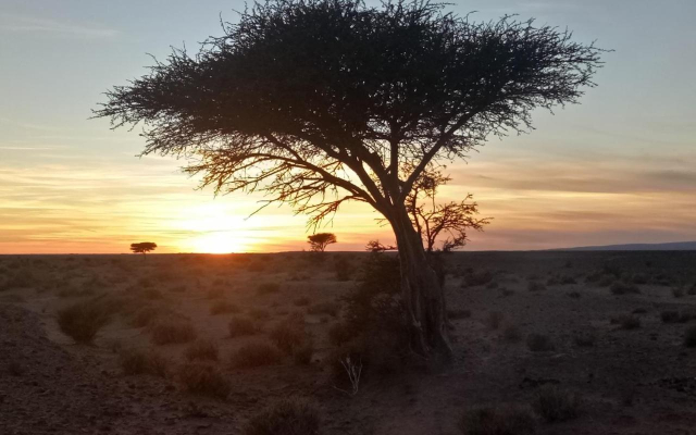 Sahara Peace