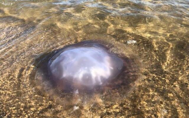 Roes In Vrede - Rust In Peace