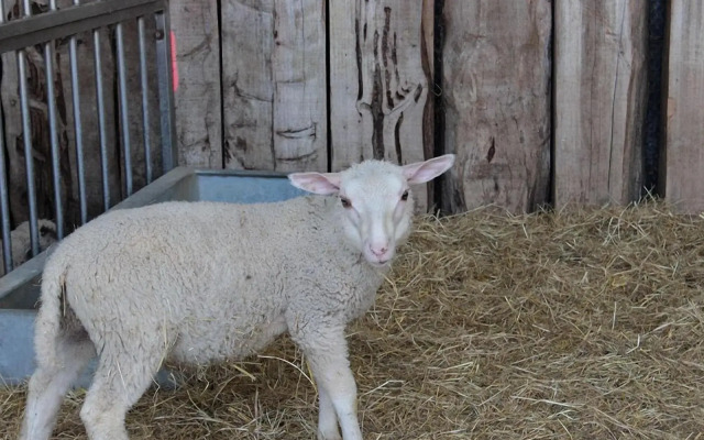 Società Agricola F.lli Angelucci