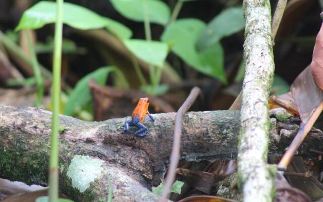 Finca Orgánica Guarumo