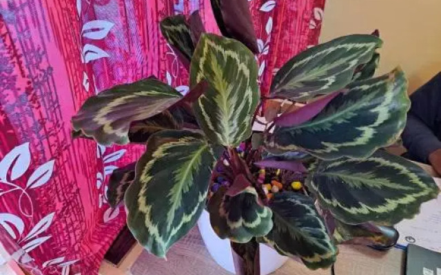 Saas Heritage Happy Stay Ooty By Lexstays