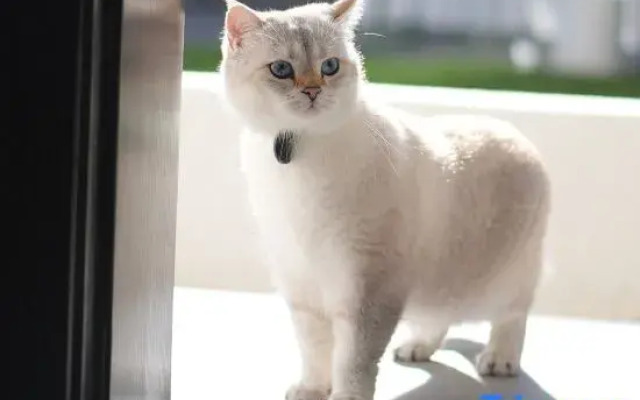 The Juno's Mew-Mew Hotel