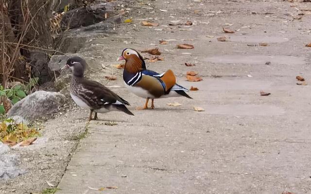 Les Pingouins De La Marne