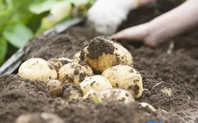 THE FARM Resort Japan