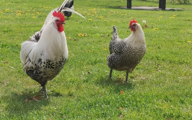 Antonius Hoeve Chalets