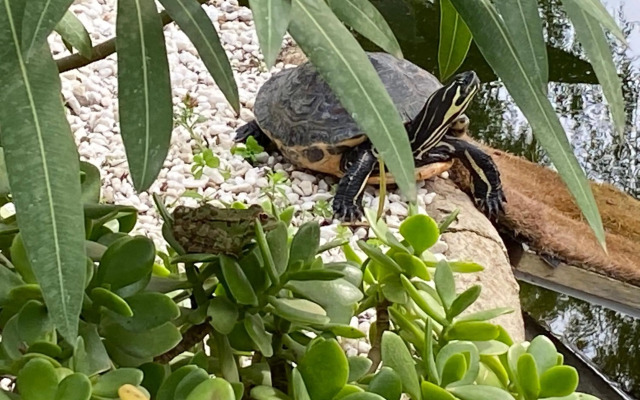 Stay in Paradise Luxury Apartment