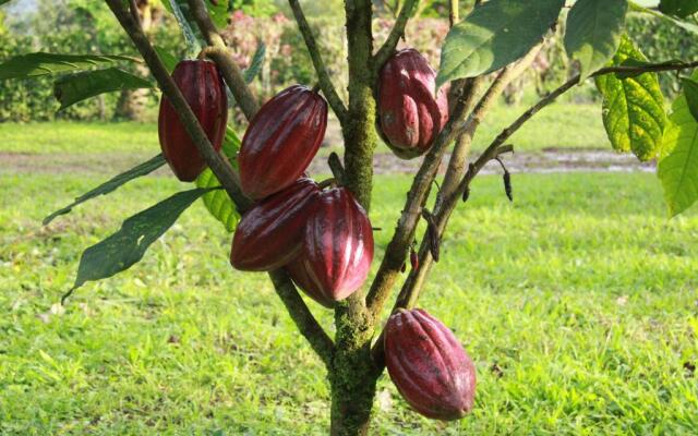 Finca Amistad Cacao Lodge