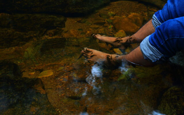 The Rainforest Ecolodge