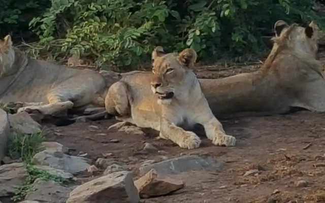 Muweti Bush Lodge