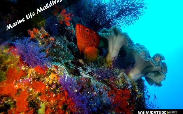 Aquaventure Manta Lodge - Scuba Divers