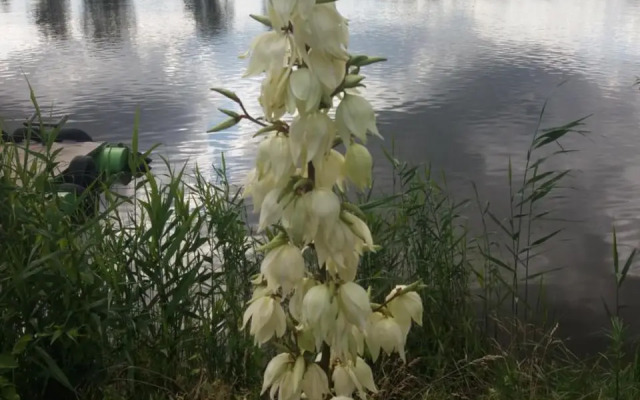 Nad Odra