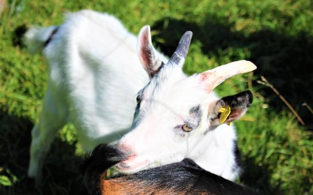 Familienhotel Kleinwalsertal