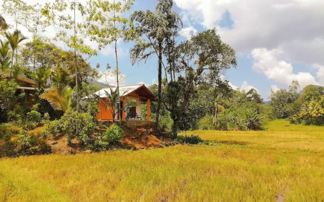 Forest & Fields Sinharaja