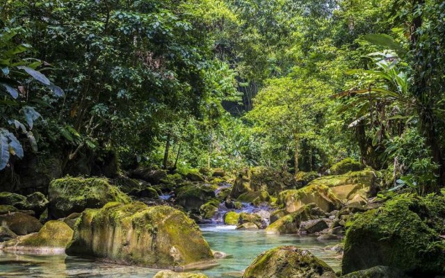 Go Natural Jamaica Retreats