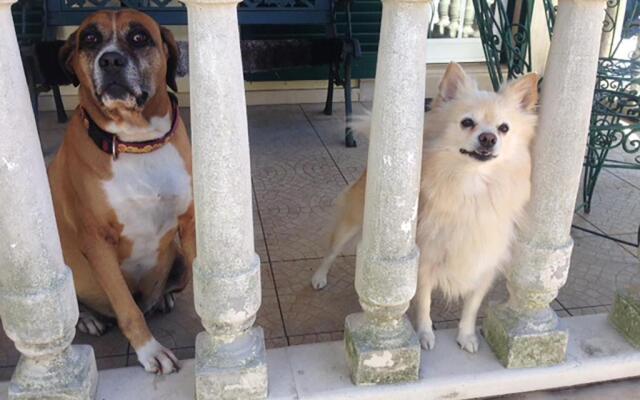 Sun house - Near Sintra - Triple Rooms - Kitchen - Pool