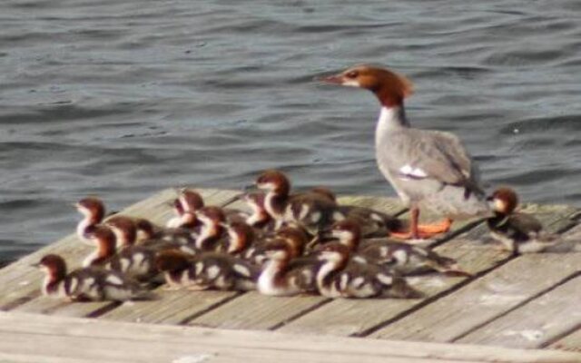 Daniels Lake Lodge B&B