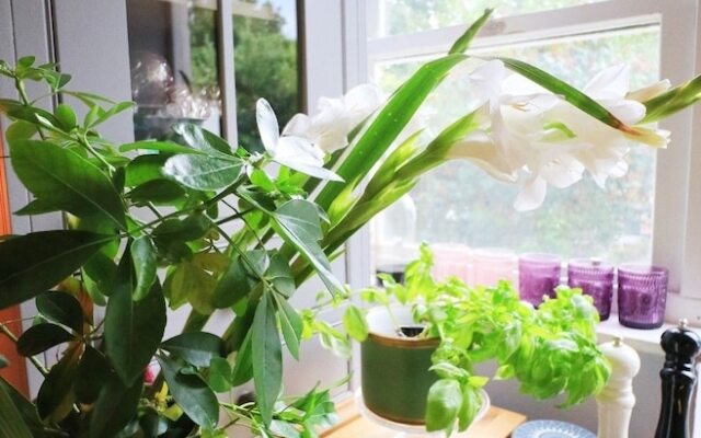 Boho Chic House for 5 With Garden