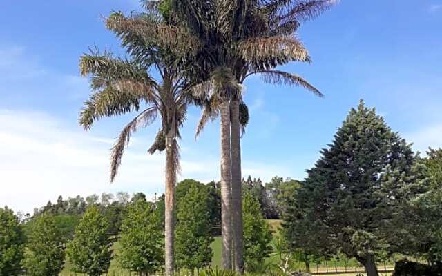 Rural Palms