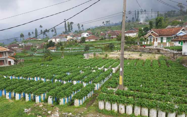 Ciwidey Homestay 2