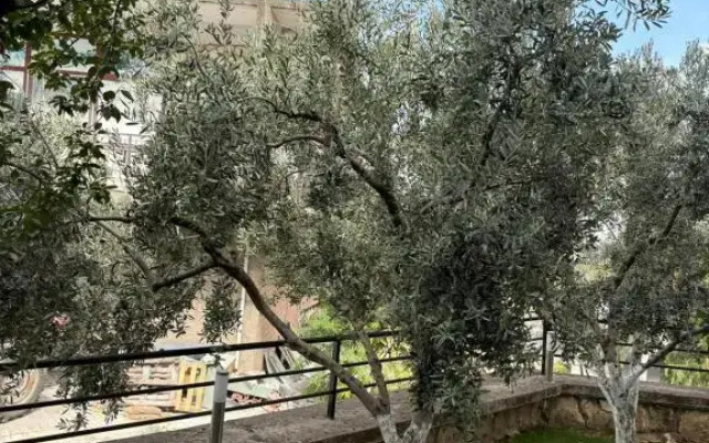 Kozbeyli Dalyan Pansiyon