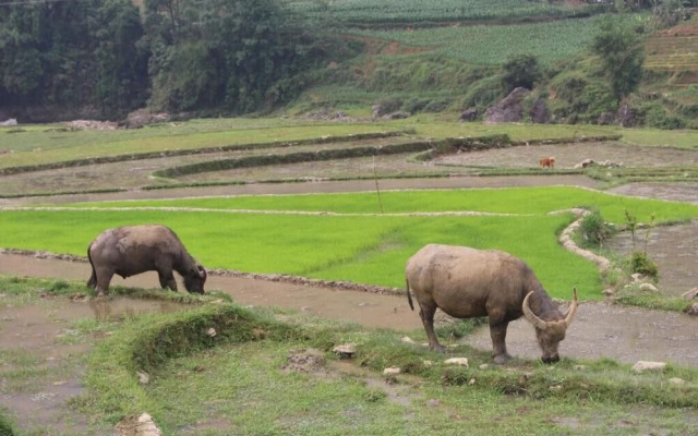 Golden Rice Garden Sapa