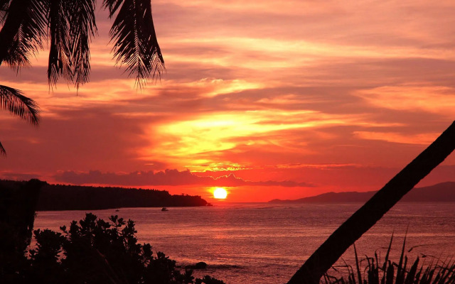Taveuni Palms