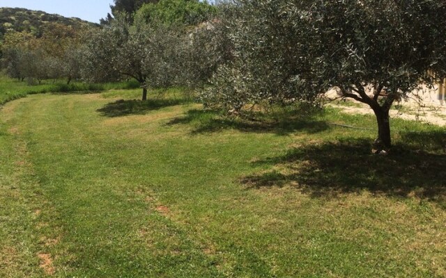 Il giardino degli ulivi