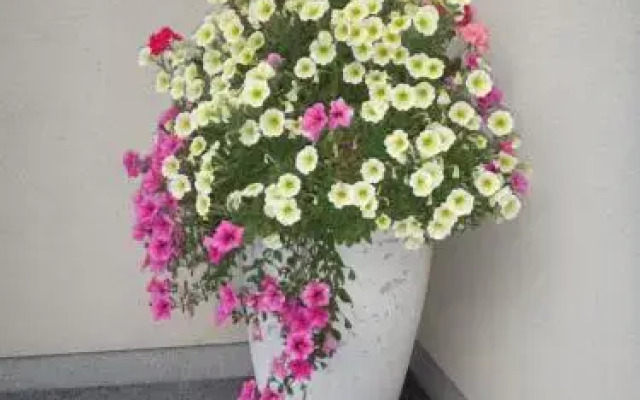 Appartement Fritzenwallner