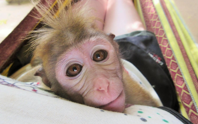 Humbhaha Jungle Nature Eco Resort