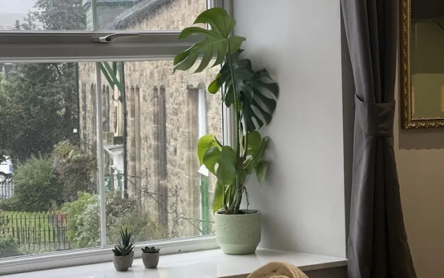 Black Bull Bellingham