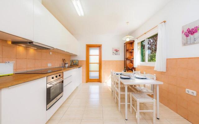 La Vinya del Beato 1950