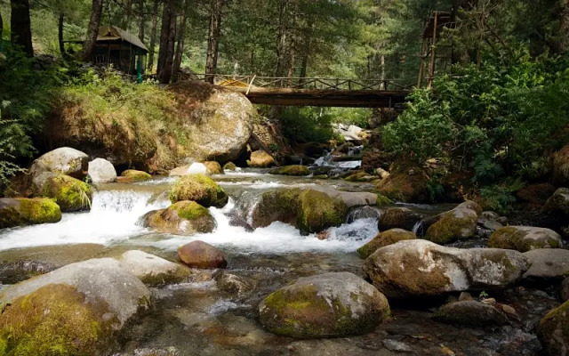 Tree of Life Eila Art Hotel