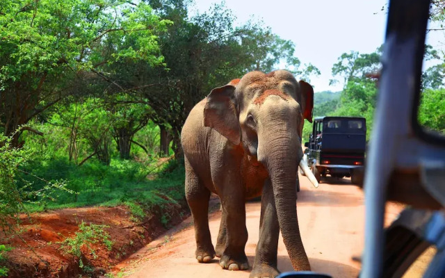 The Den at Yala