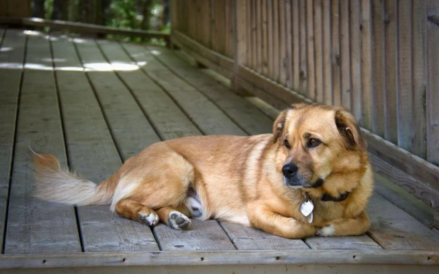 Roseway River Cottages