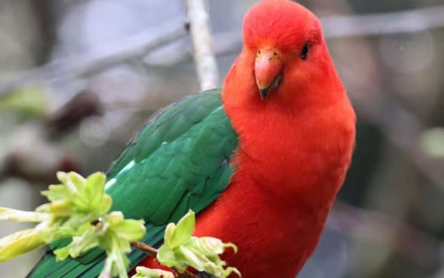 Tullys Hut - Walk to Hikes, Waterfalls, Views