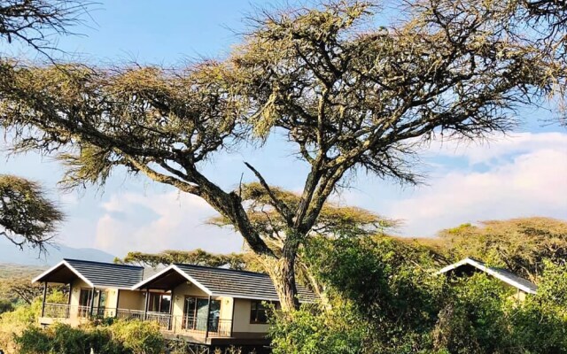 Ngorongoro Lions Paw