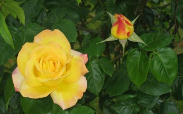 Le Jardin de Rose