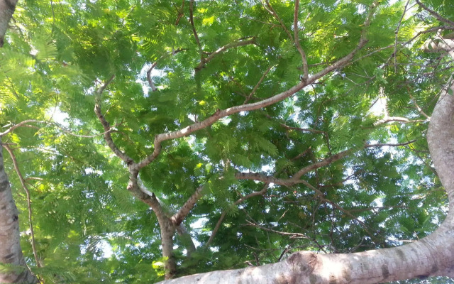 Minshuku Myojoso