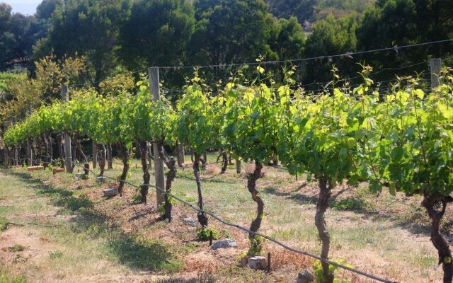 Every Man and His Dog Vineyard