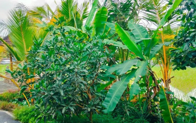 Srijaya Ubud