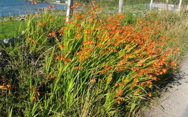 Westland Apartment No. 1