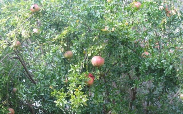 La Felice Casa Di Nonno Battistino